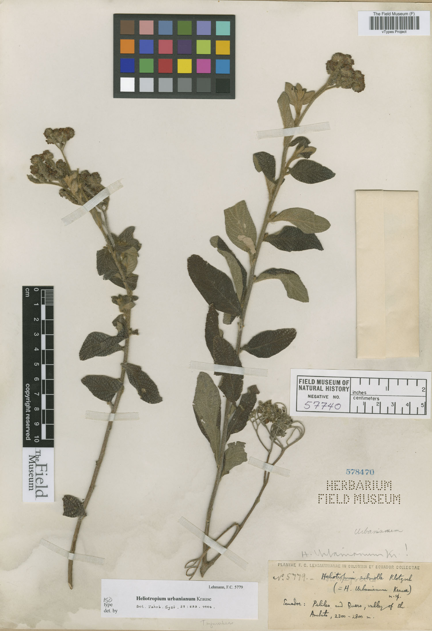 Heliotropium urbanianum image