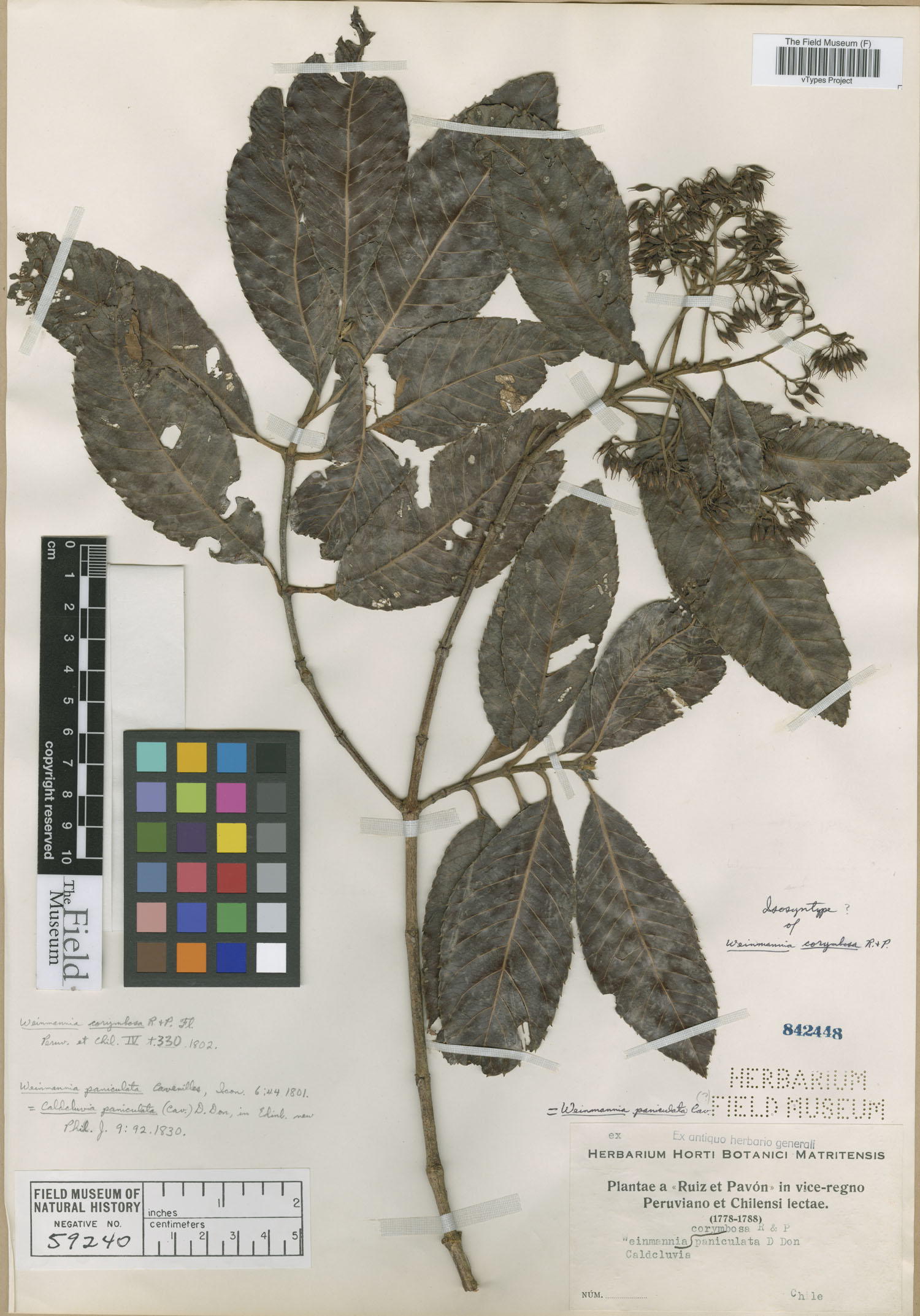 Weinmannia corymbosa image
