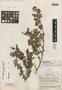 Weinmannia guyanensis image