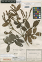 Weinmannia magnifolia image