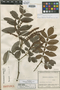 Weinmannia magnifolia image