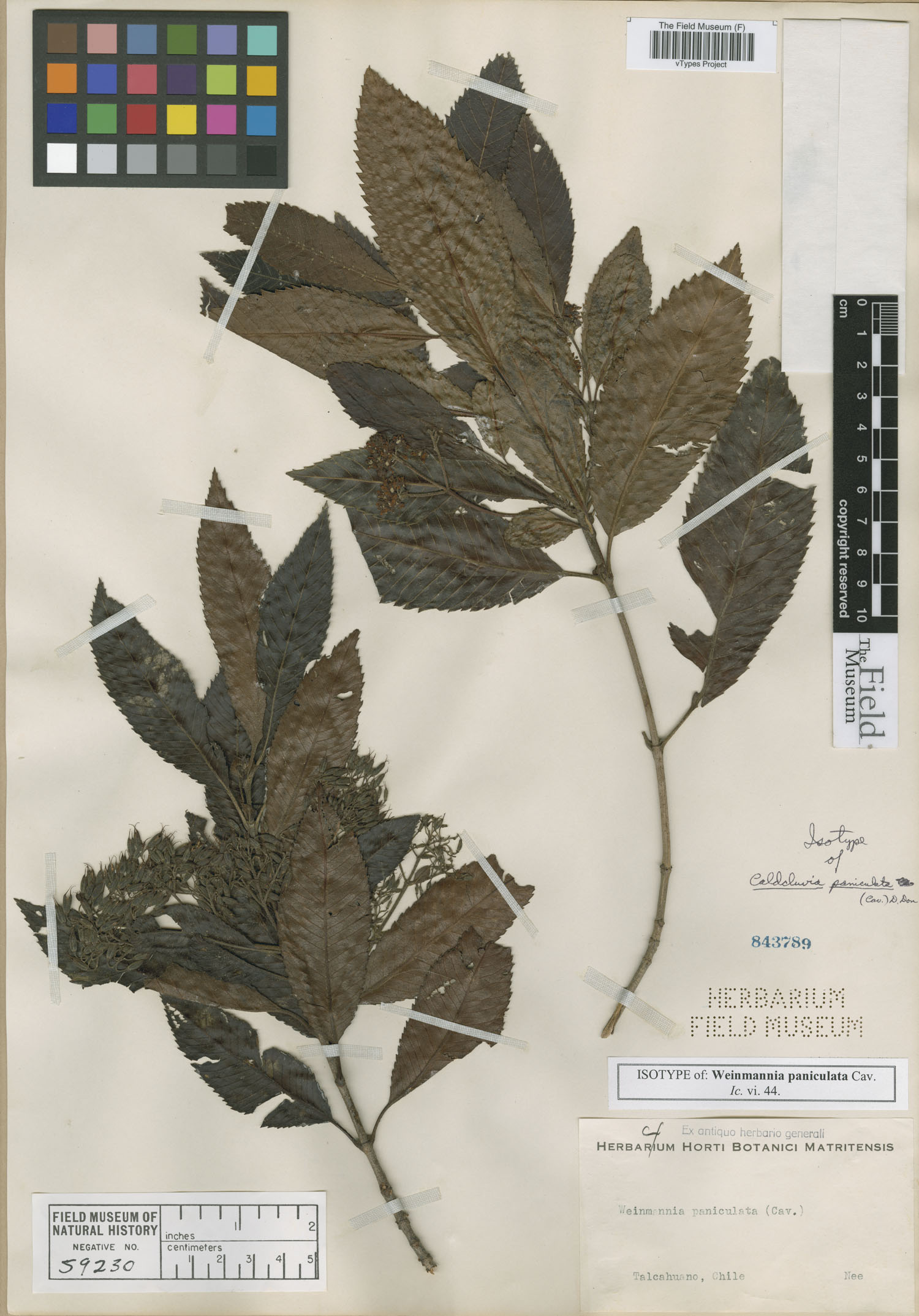 Weinmannia paniculata image