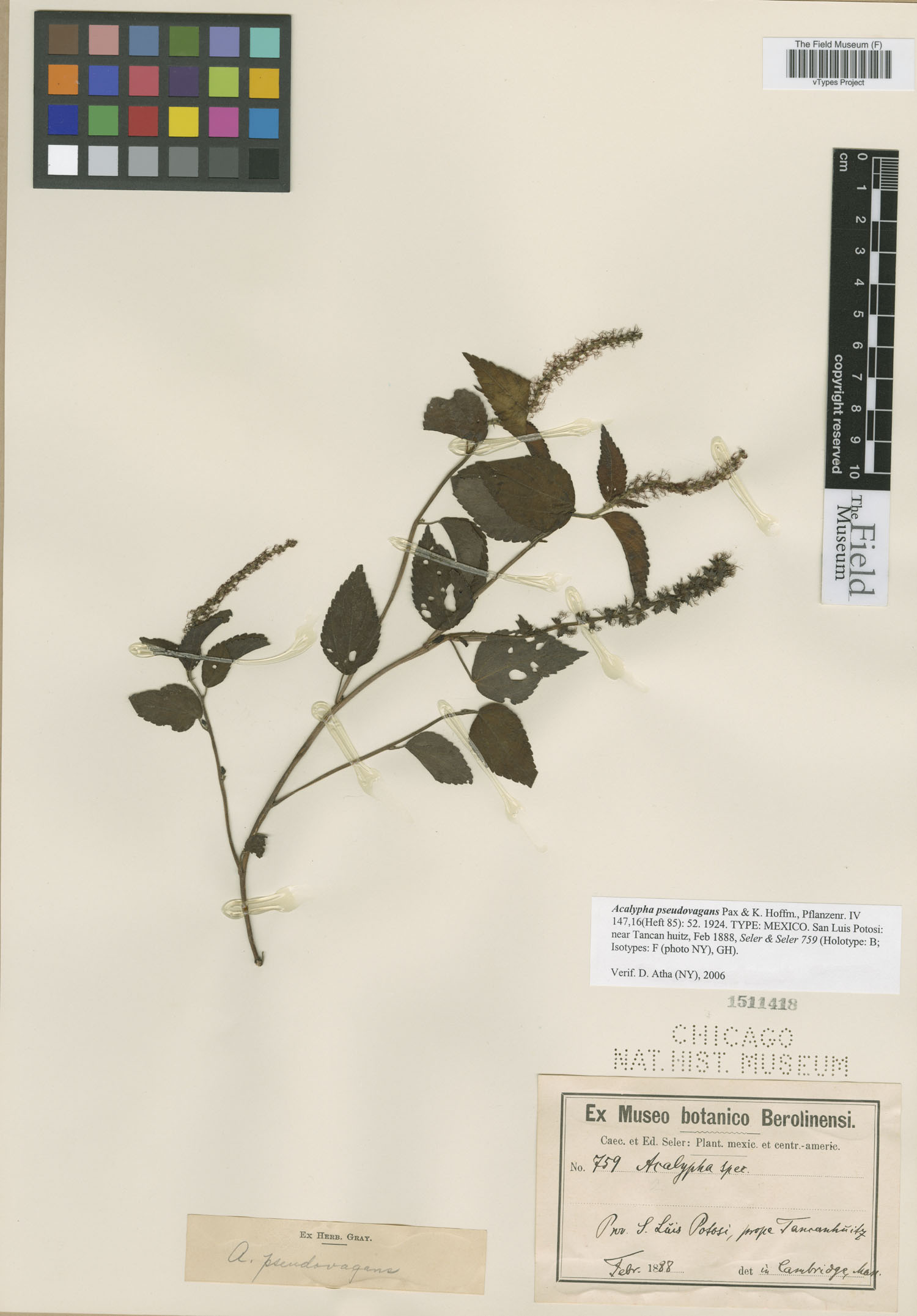Acalypha pseudovagans image
