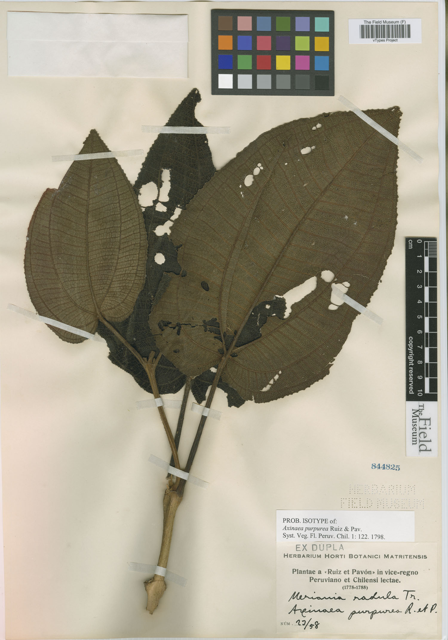 Valdesia latifolia image