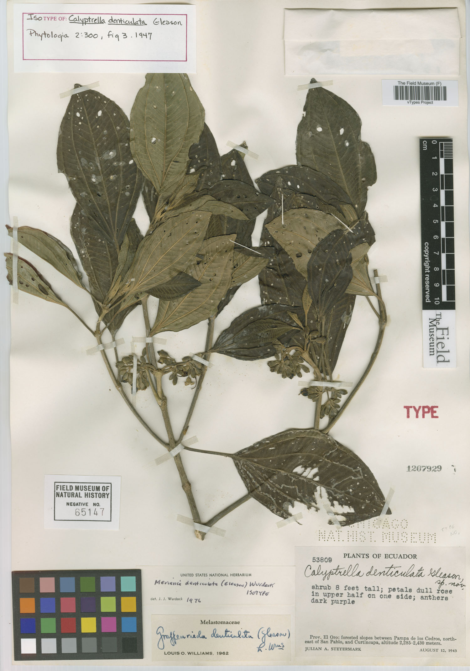 Calyptrella denticulata image
