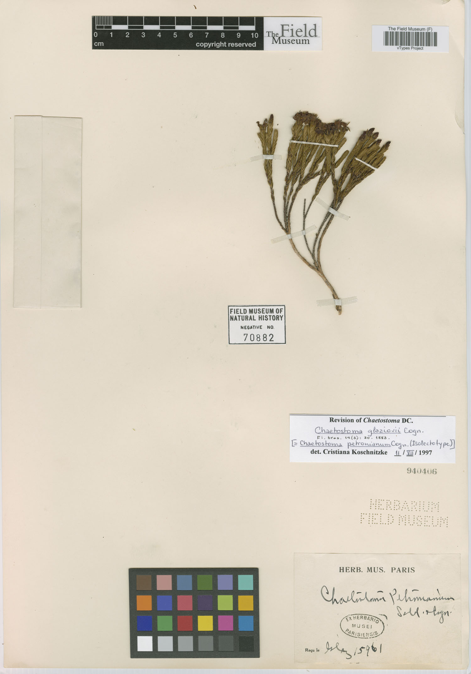 Chaetostoma glaziovii image