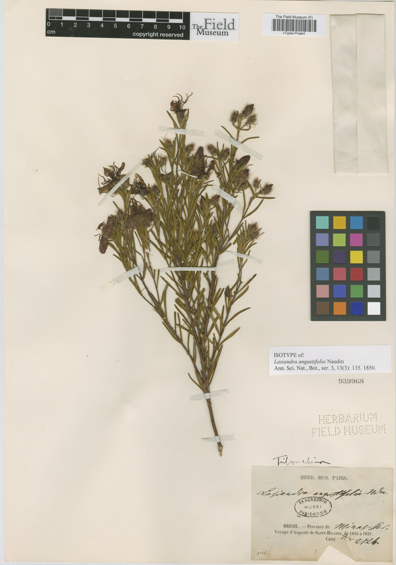 Pleroma angustifolium image