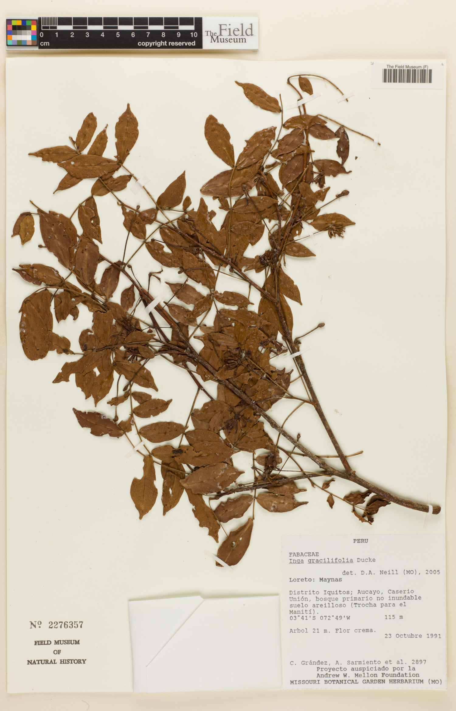 Inga gracilifolia image