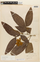 Affonsea juglandifolia image