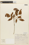 Inga lanceifolia image
