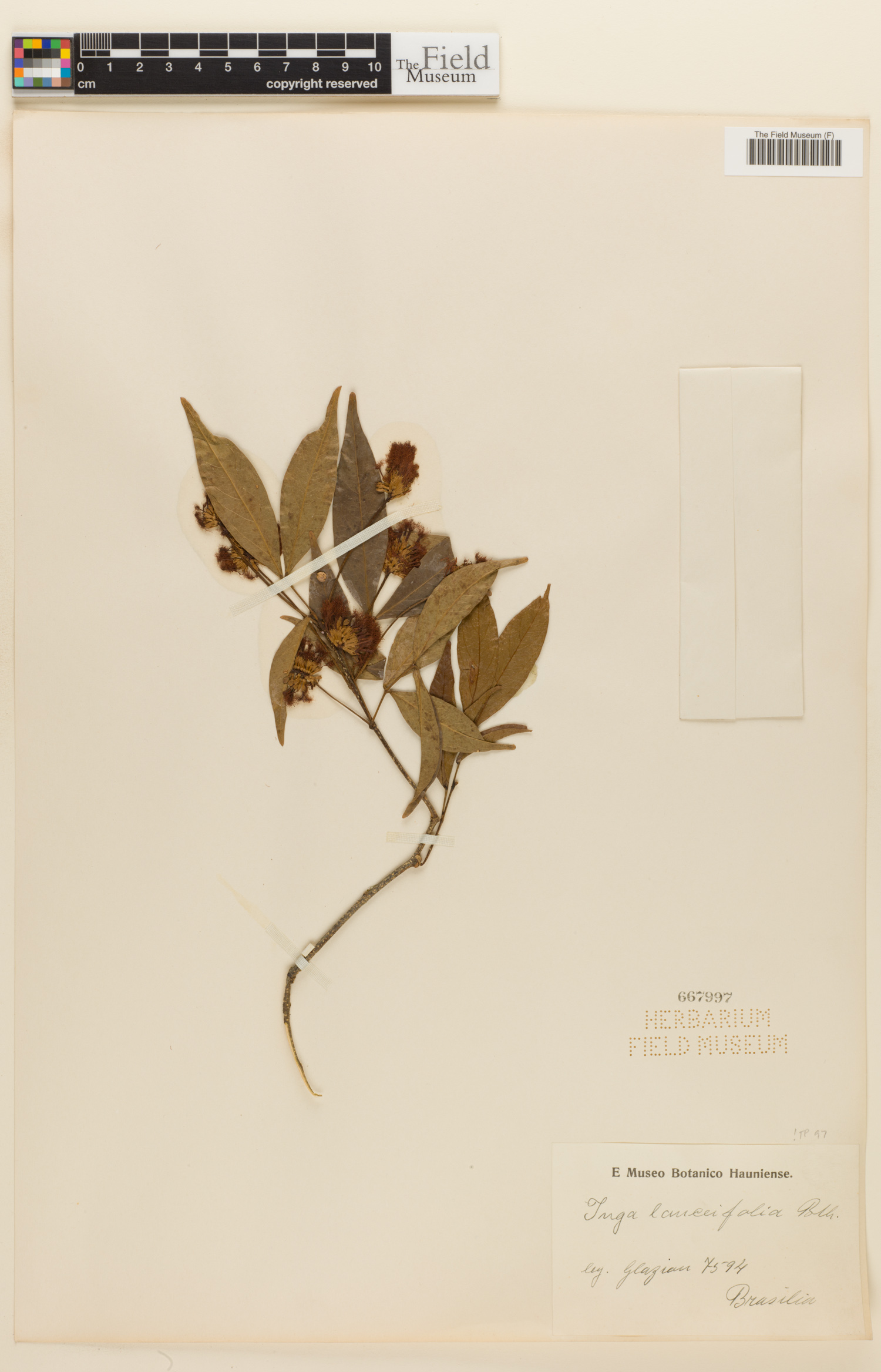 Inga lanceifolia image
