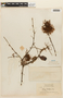 Inga lateriflora image