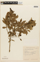 Inga lentiscifolia image