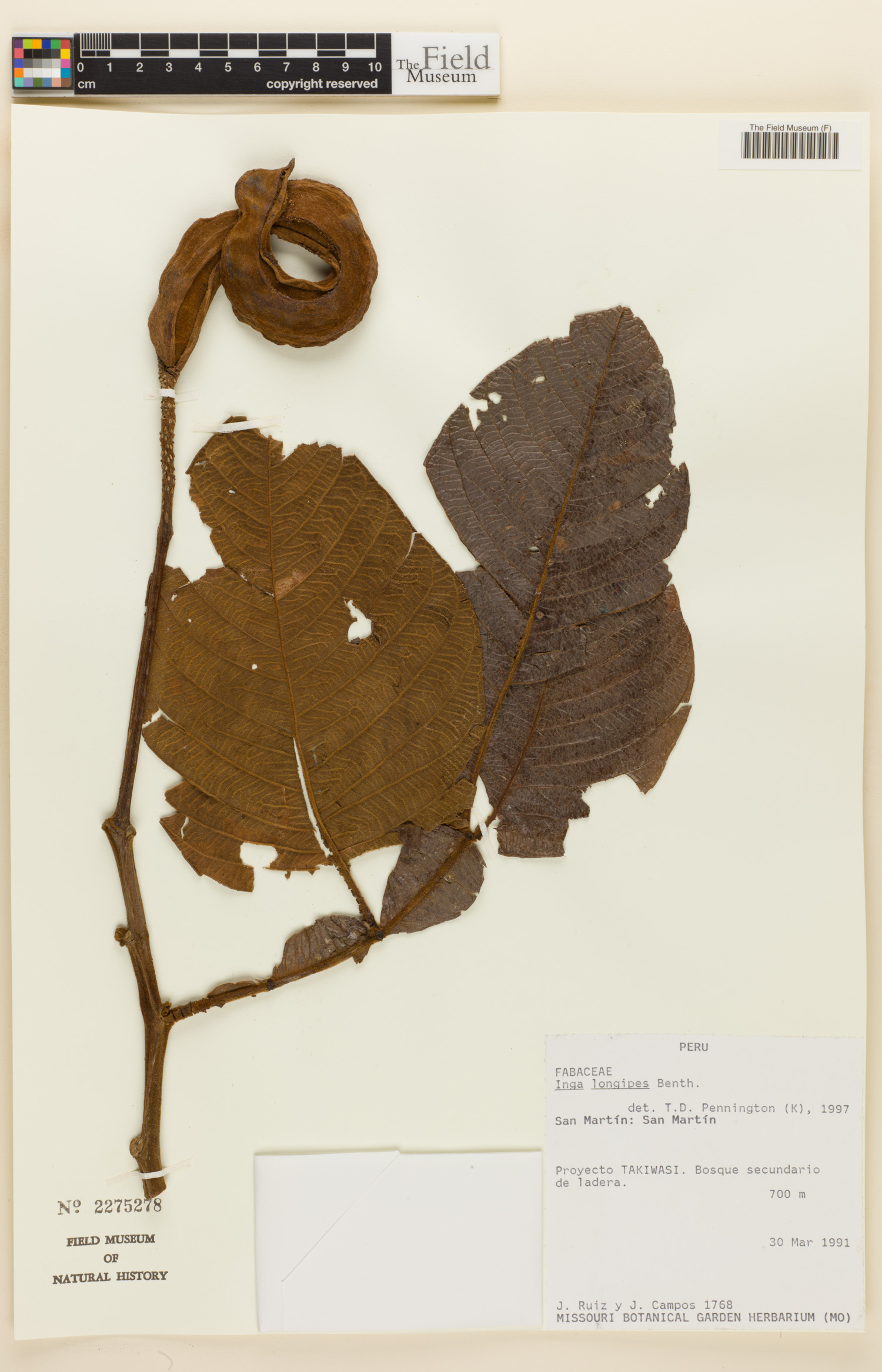 Inga longipes image