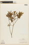 Inga lentiscifolia image
