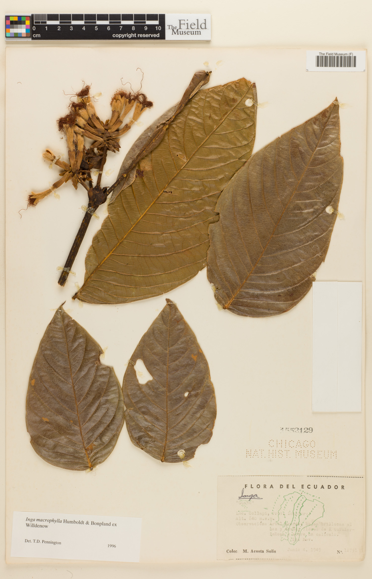 Inga macrophylla image