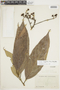 Nectandra longifolia image