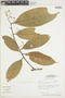 Nectandra longifolia image