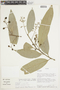 Nectandra maynensis image