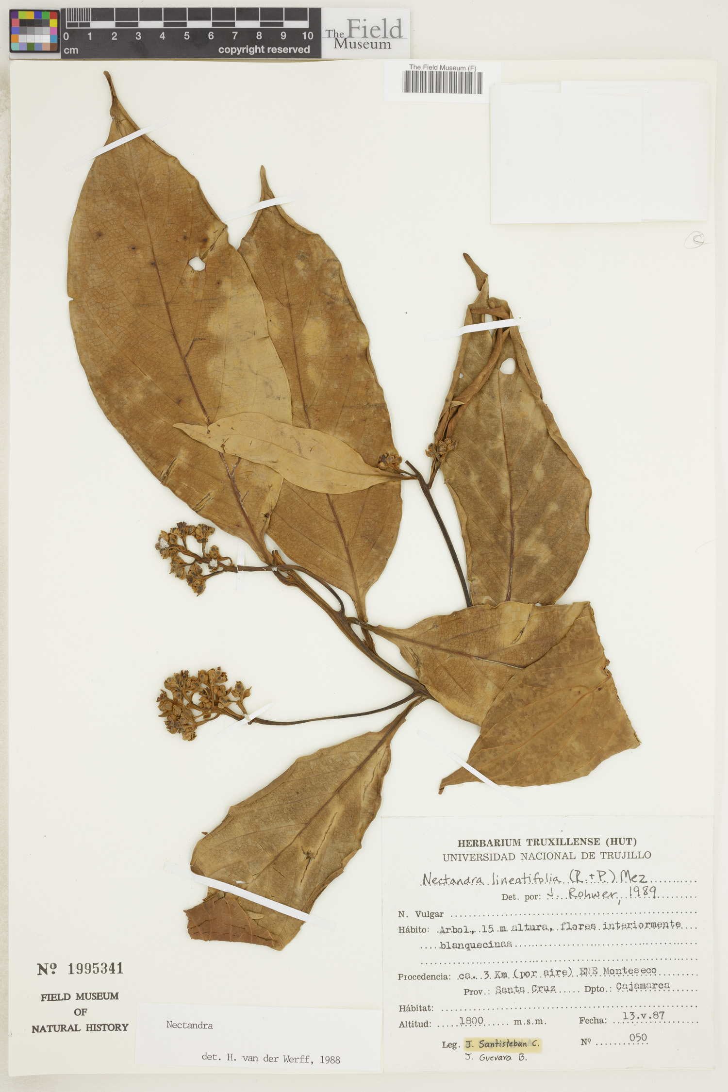 Nectandra lineatifolia image