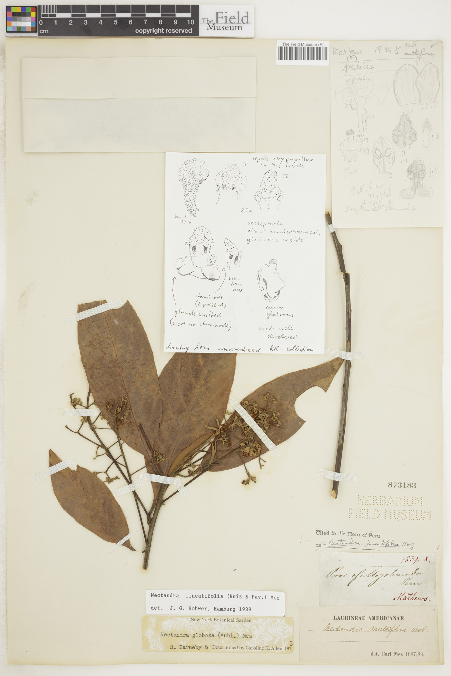 Nectandra lineatifolia image