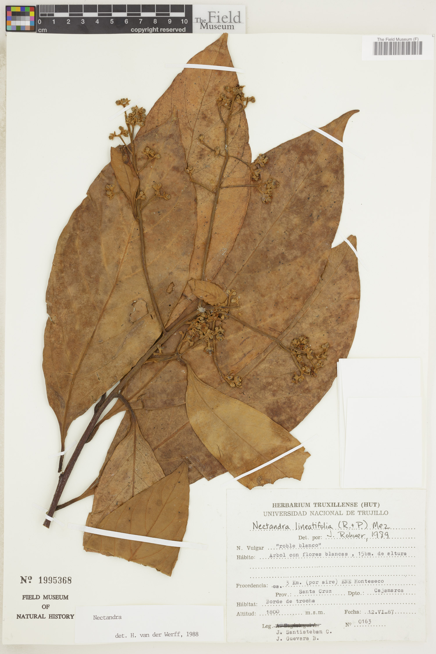 Nectandra lineatifolia image