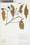 Nectandra maynensis image