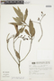 Nectandra megapotamica image