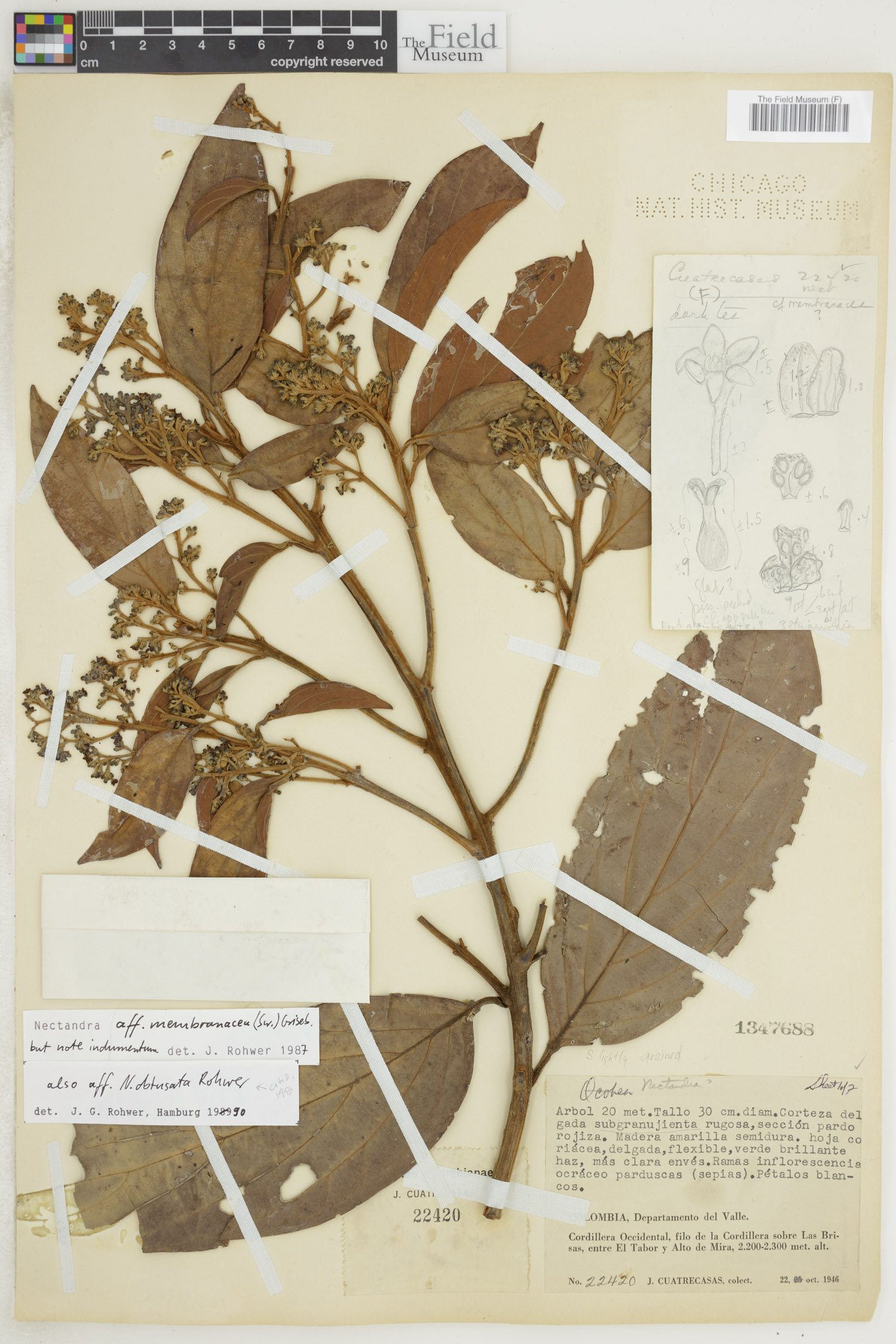 Nectandra obtusata image