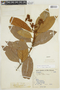 Nectandra oppositifolia image