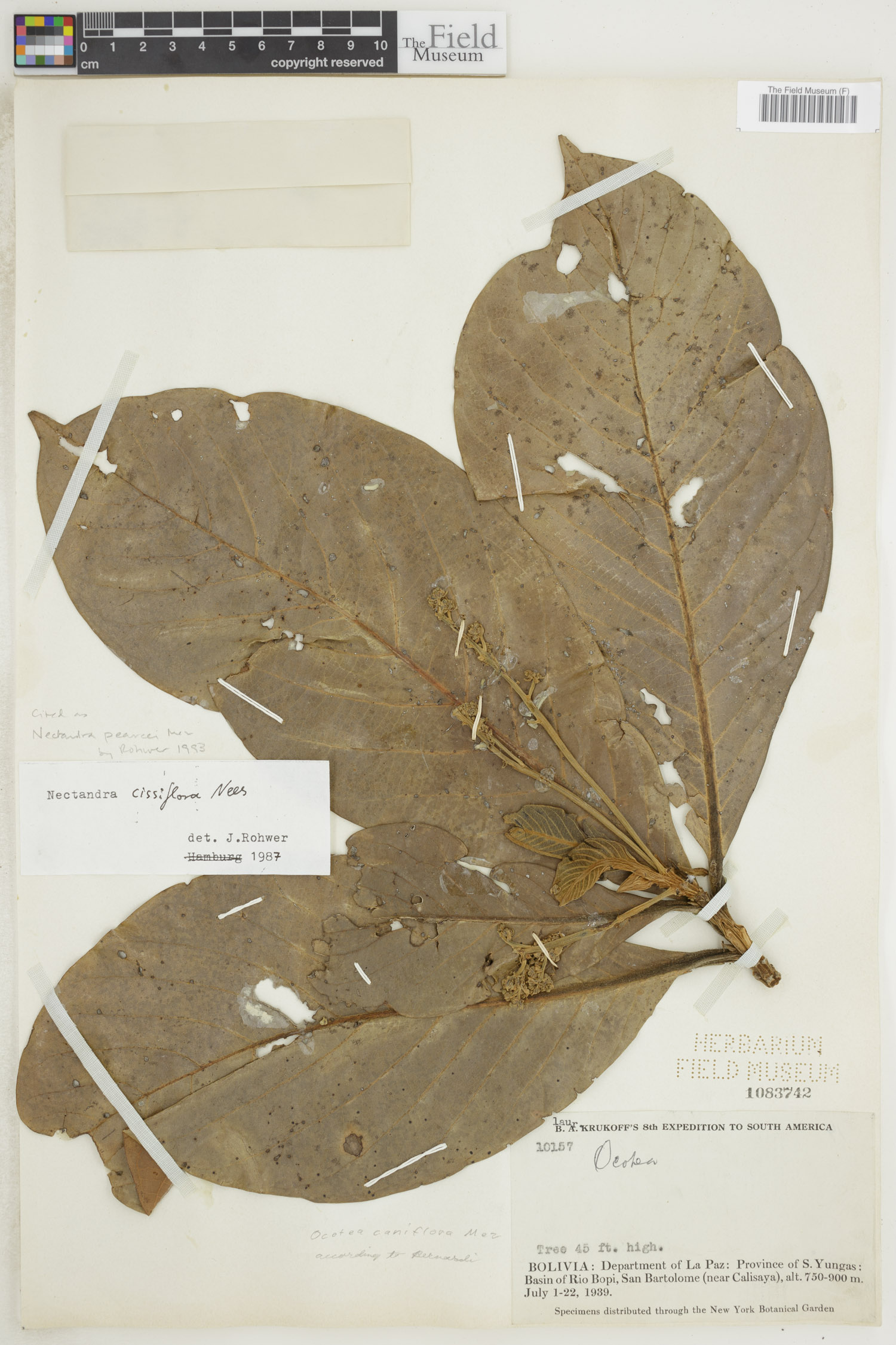 Nectandra pearcei image