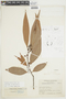 Nectandra pichurim image