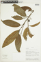 Nectandra purpurea image