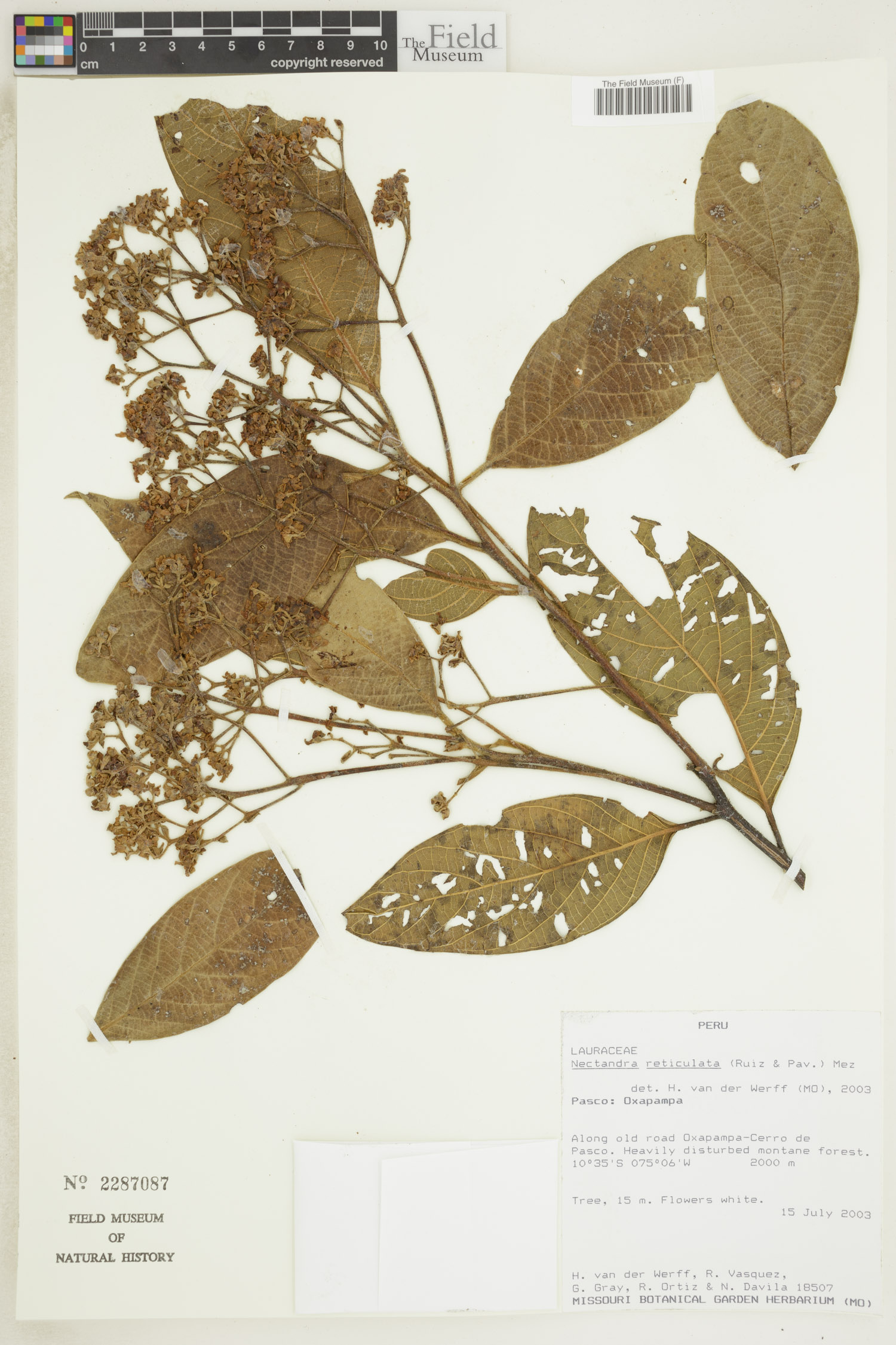 Nectandra reticulata image