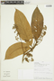 Nectandra reticulata image