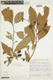Nectandra spicata image