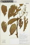 Nectandra tomentosa image