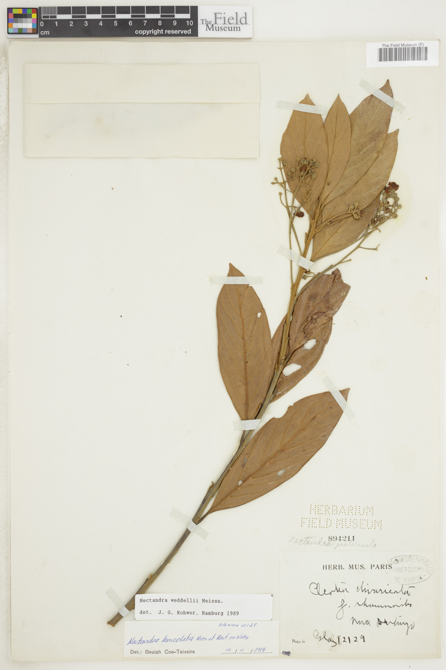 Nectandra weddellii image
