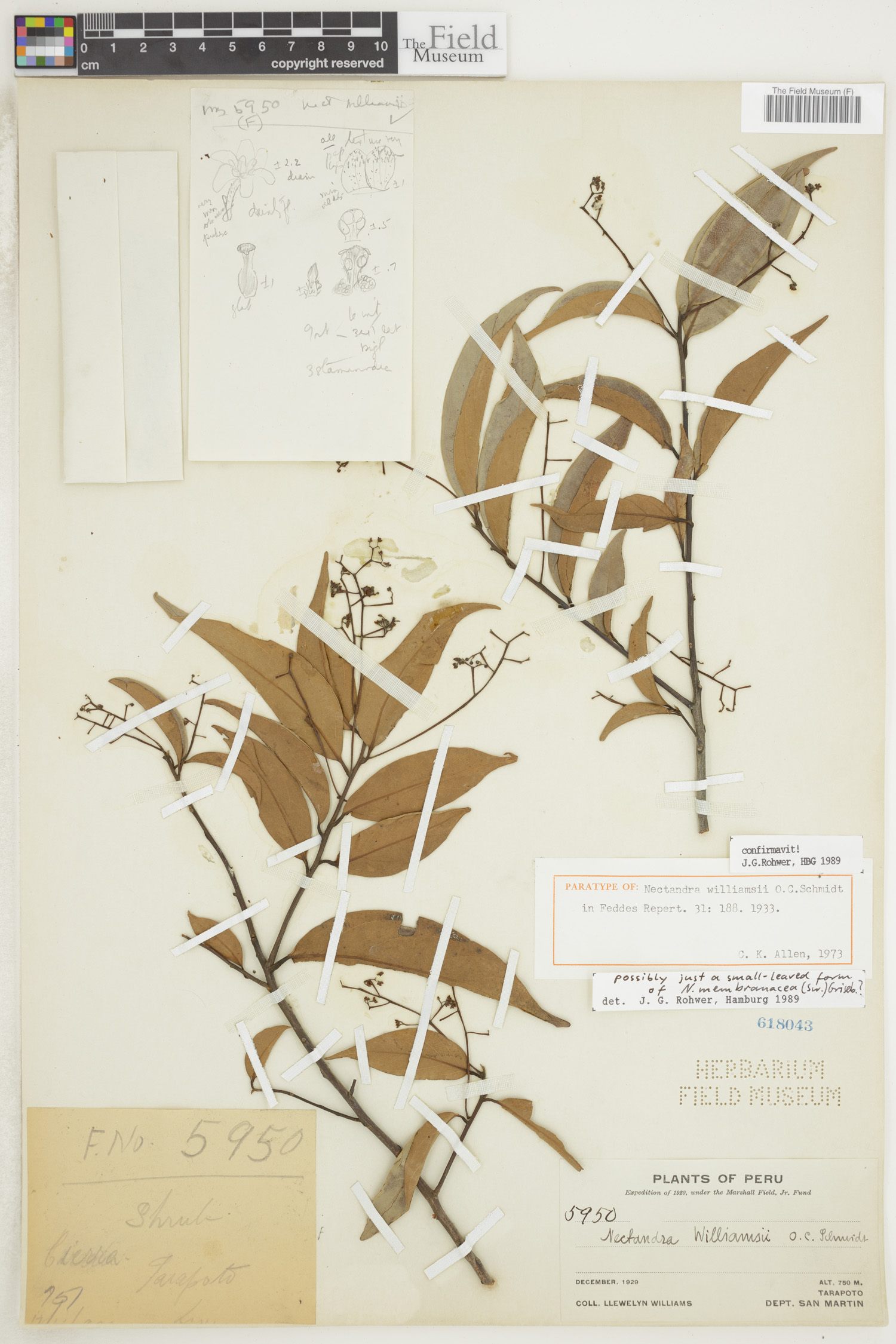 Nectandra williamsii image
