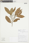 Ocotea aciphylla image