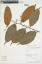 Ocotea argyrophylla image
