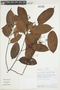 Ocotea aciphylla image
