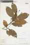 Ocotea argyrophylla image