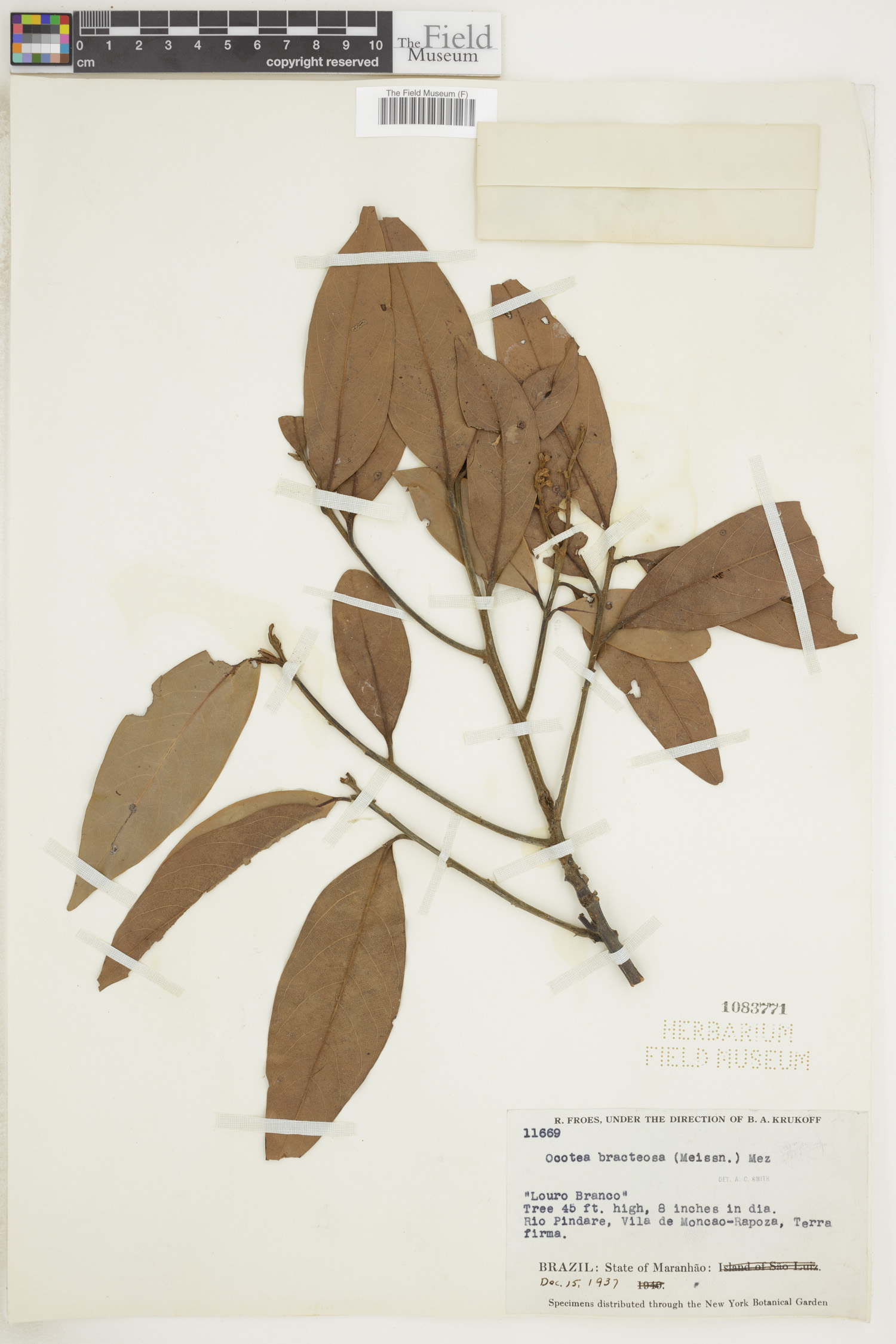 Ocotea bracteosa image