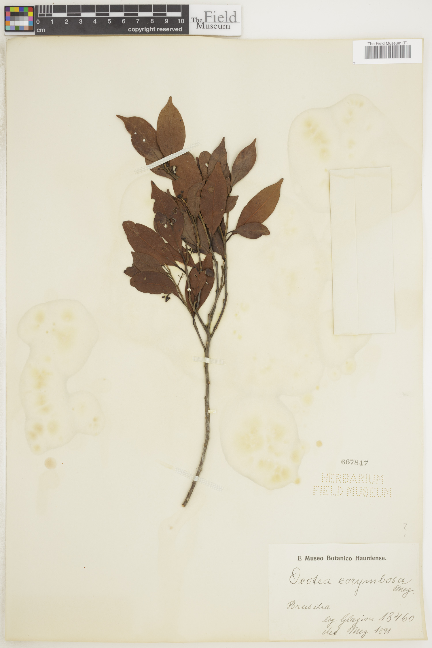 Ocotea corymbosa image
