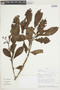 Ocotea cuneifolia image