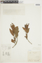 Ocotea daphnifolia image