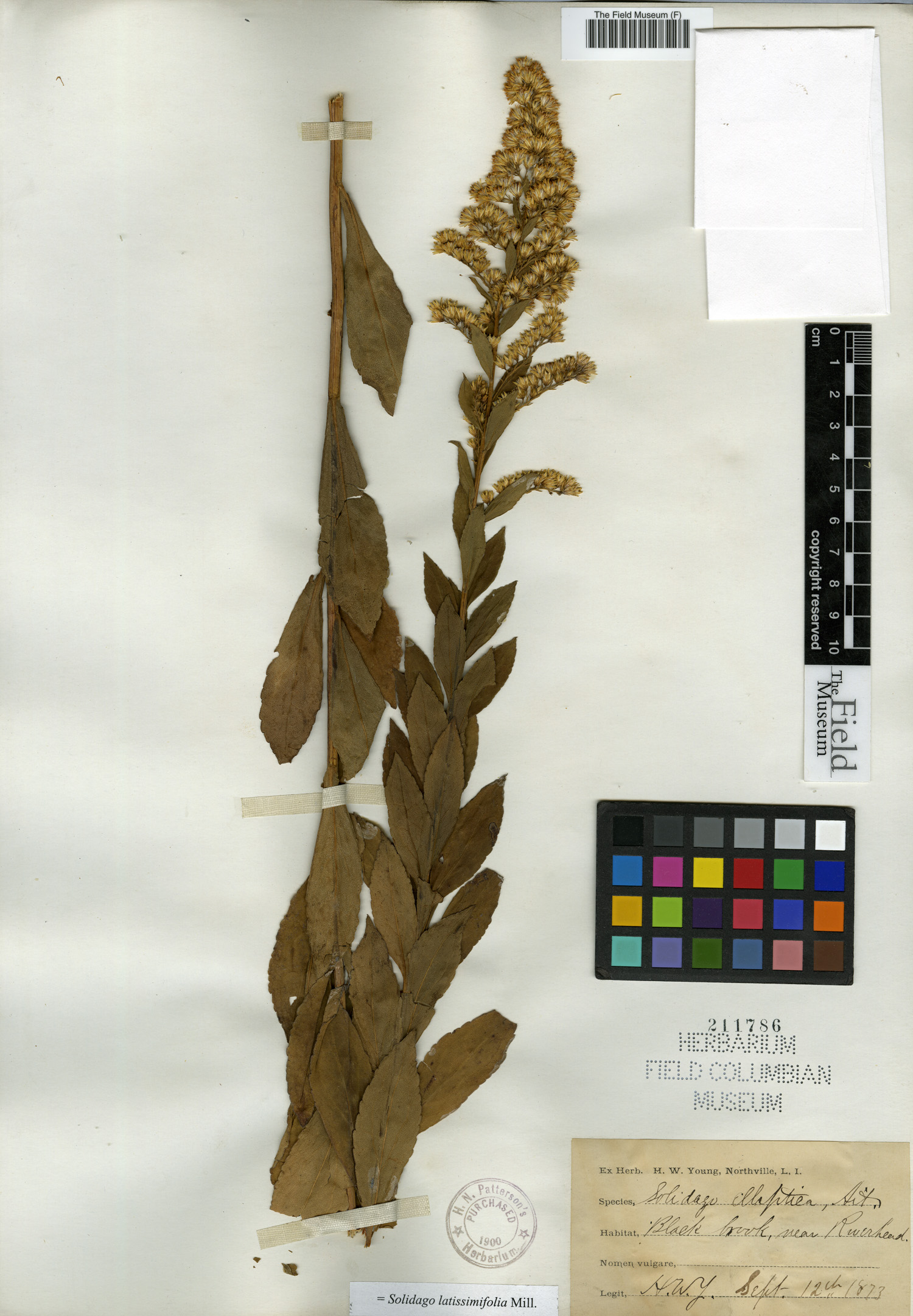 Solidago latissimifolia image