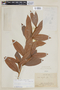 Ocotea densiflora image