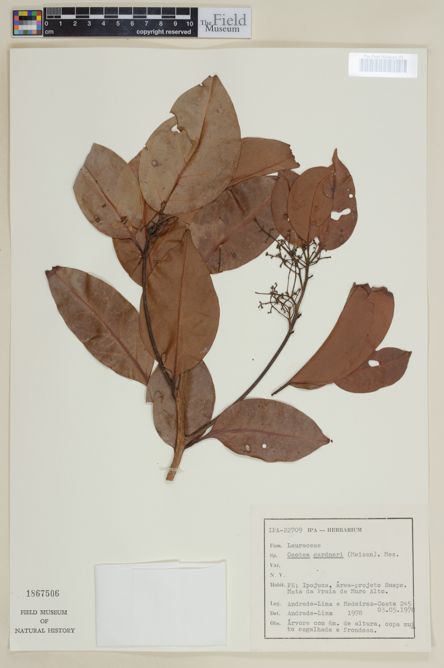 Ocotea gardneri image